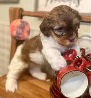 AKC - Bailey, a male Havanese for sale in Orlando, FL – Photo 4 of 8