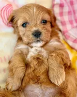 Red Tiny Lucy, a female Havanese for sale in Orlando, FL – 2 of 4