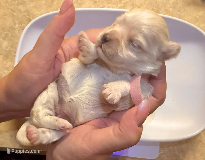 AKC - LadyBug – Havanese puppy for sale in Orlando, FL