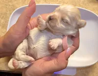 AKC - LadyBug, a female Havanese for sale in Orlando, FL – 1 of 4