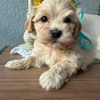 AKC - Blondoe, a male Havanese for sale in Orlando, FL – Photo 1 of 2