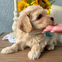 AKC - Blondoe, a male Havanese for sale in Orlando, FL – Photo 2 of 2