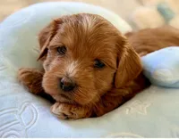 AKC - Sushi, a male Havanese for sale in Orlando, FL – 5 of 5