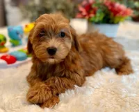 Maggie, a female Havanese for sale in Orlando, FL – Photo 1 of 3