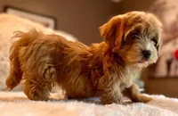 Maggie, a female Havanese for sale in Orlando, FL – Photo 2 of 3