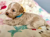 AKC - Baby, a male Havanese for sale in Orlando, FL – 3 of 5