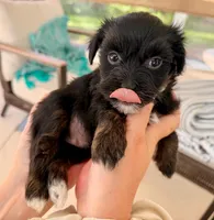 AKC - Mr. Beans, a female Havanese for sale in Orlando, FL – 3 of 4