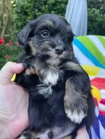 AKC - Robin, a male Havanese for sale in Orlando, FL – Photo 2 of 8