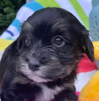 AKC - Robin, a male Havanese for sale in Orlando, FL – Photo 4 of 8