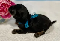 AKC - Robin, a male Havanese for sale in Orlando, FL – Photo 7 of 8