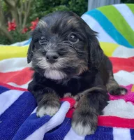 AKC - Robin, a male Havanese for sale in Orlando, FL – Photo 1 of 8