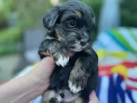 AKC - Robin, a male Havanese for sale in Orlando, FL – Photo 3 of 8