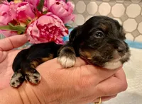 AKC - Robin, a male Havanese for sale in Orlando, FL – Photo 5 of 8