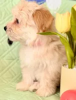 Linda - AKC, a female Havanese for sale in Orlando, FL – 3 of 5