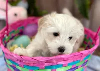 Snowy AKC, a female Havanese for sale in Orlando, FL – Photo 4 of 4