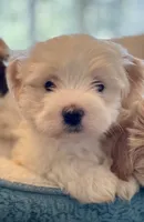 Snowy AKC, a female Havanese for sale in Orlando, FL – Photo 2 of 4