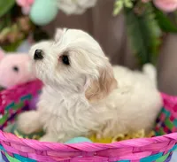 Snowy AKC, a female Havanese for sale in Orlando, FL – Photo 1 of 4