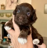 AKC - Amelie, a female Havanese for sale in Orlando, FL – Photo 1 of 4