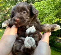 AKC - Amelie, a female Havanese for sale in Orlando, FL – Photo 4 of 4