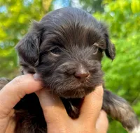 AKC - Amelie, a female Havanese for sale in Orlando, FL – Photo 2 of 4
