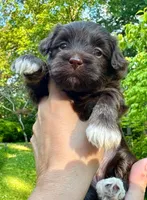AKC - Amelie, a female Havanese for sale in Orlando, FL – Photo 3 of 4