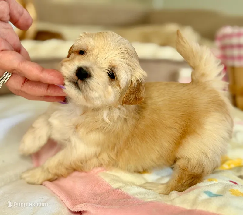 Linda - AKC – Havanese puppy for sale in Orlando, FL