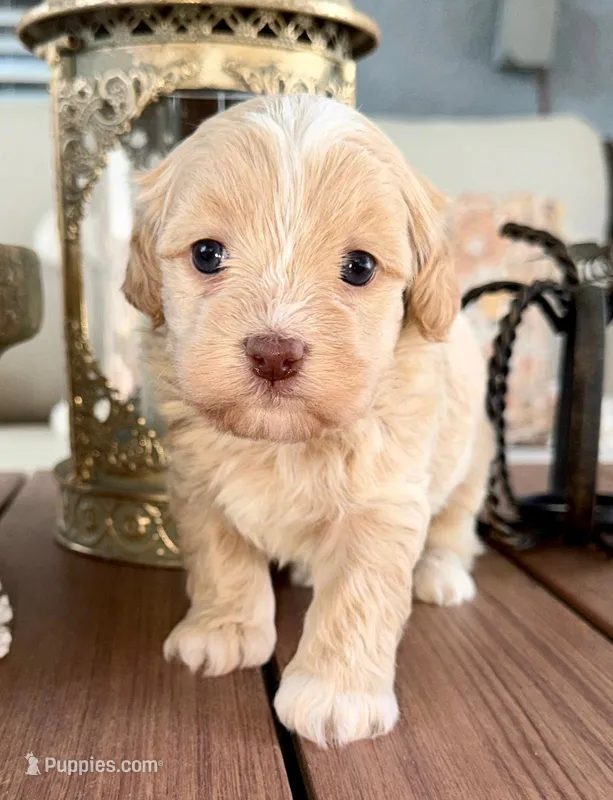AKC - SPITFIRE – Havanese puppy for sale in Orlando, FL