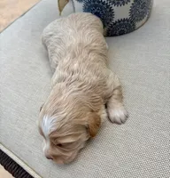 AKC - SPITFIRE, a male Havanese for sale in Orlando, FL – Photo 2 of 3