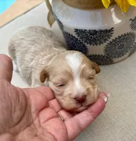 AKC - SPITFIRE, a male Havanese for sale in Orlando, FL – Photo 3 of 3