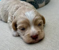 AKC - SPITFIRE, a male Havanese for sale in Orlando, FL – Photo 1 of 3