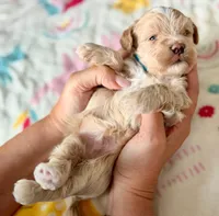 AKC - Baby, a male Havanese for sale in Orlando, FL – 5 of 5