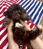 AKC - Clovis, a male Havanese for sale in Orlando, FL – Photo 2 of 7