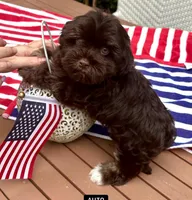 AKC - Clovis, a male Havanese for sale in Orlando, FL – Photo 1 of 7