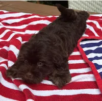 AKC - Clovis, a male Havanese for sale in Orlando, FL – Photo 3 of 7