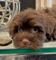 AKC - Clovis, a male Havanese for sale in Orlando, FL – Photo 7 of 7