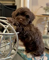 AKC - Clovis, a male Havanese for sale in Orlando, FL – Photo 4 of 7