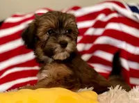 AKC - Gaby, a female Havanese for sale in Orlando, FL – Photo 3 of 8