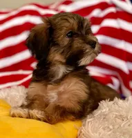 AKC - Gaby, a female Havanese for sale in Orlando, FL – Photo 2 of 8