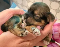 AKC - Gaby, a female Havanese for sale in Orlando, FL – Photo 8 of 8