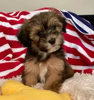 AKC - Gaby, a female Havanese for sale in Orlando, FL – Photo 1 of 8