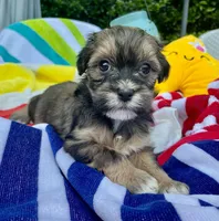 AKC - Gaby, a female Havanese for sale in Orlando, FL – Photo 4 of 8