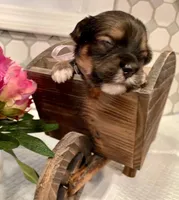 AKC - Gaby, a female Havanese for sale in Orlando, FL – Photo 7 of 8