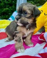 AKC - Gaby, a female Havanese for sale in Orlando, FL – Photo 5 of 8