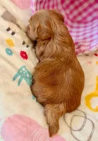 Red Tiny Lucy, a female Havanese for sale in Orlando, FL – 4 of 4