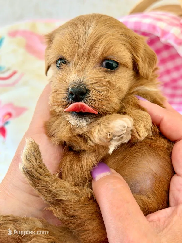 Red Tiny Lucy – Havanese puppy for sale in Orlando, FL