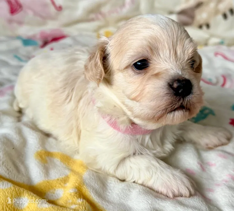AKC - LadyBug – Havanese puppy for sale in Orlando, FL