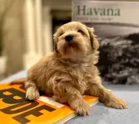 AKC Abraham, a male Havanese for sale in Orlando, FL – Photo 3 of 6