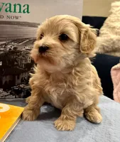 AKC Abraham, a male Havanese for sale in Orlando, FL – Photo 6 of 6