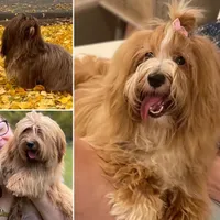 AKC Abraham, a male Havanese for sale in Orlando, FL – Photo 5 of 6