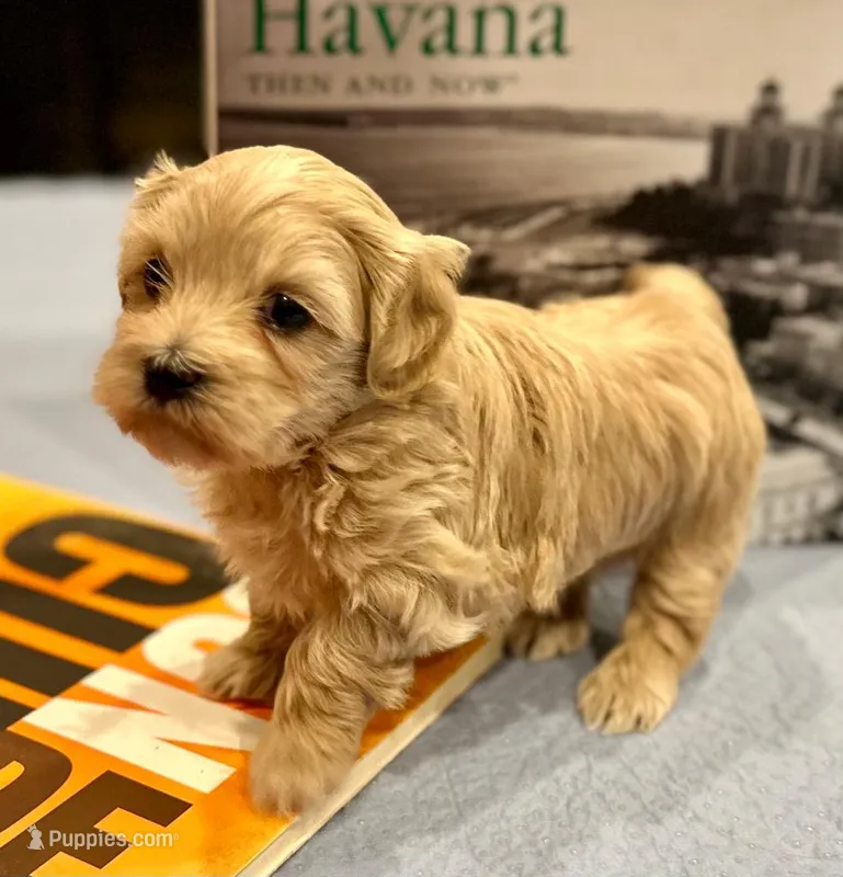 AKC Abraham, a male Havanese for sale in Orlando, FL – Photo 1 of 6